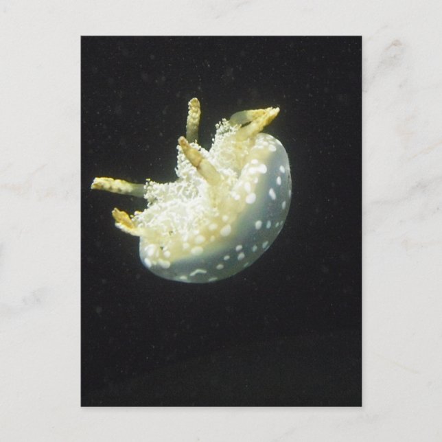 Quallen Postkarte (Vorderseite)