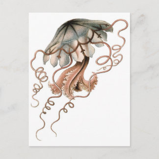 Quallen Postkarte