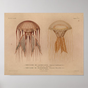 Quallen Rot Vintage Meerestiere Kunst Druck Poster