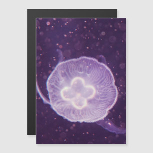 Quallen schwimmen magnetkarte