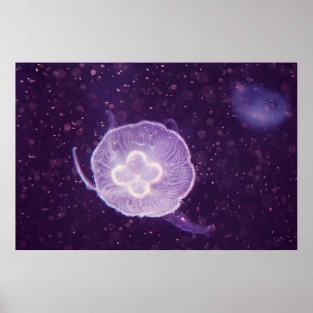 Quallen schwimmen poster (Vorne)