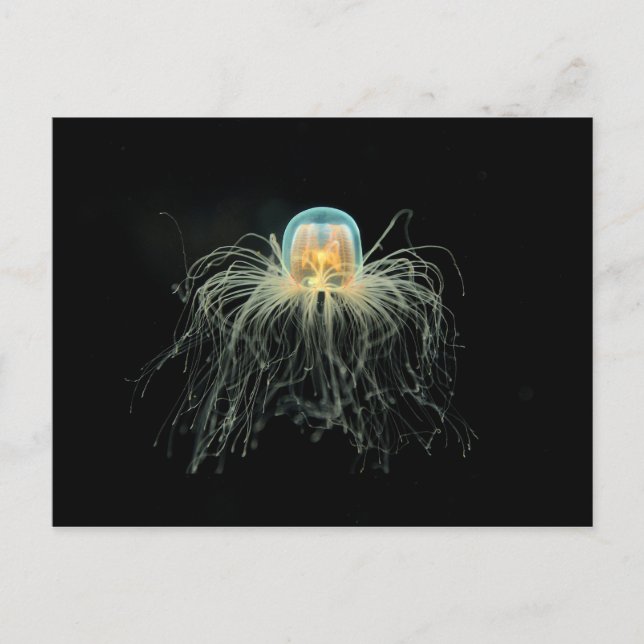 Quallen (Turritopsis nacula) Postkarte (Vorderseite)