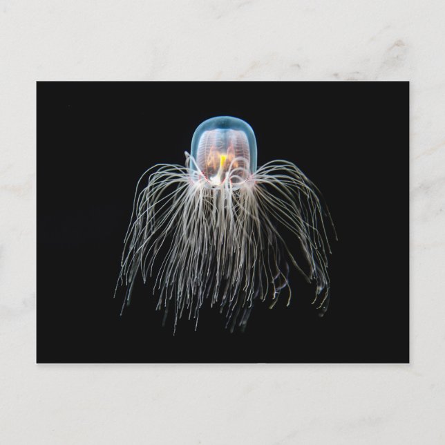 Quallen (Turritopsis nacula) Postkarte (Vorderseite)