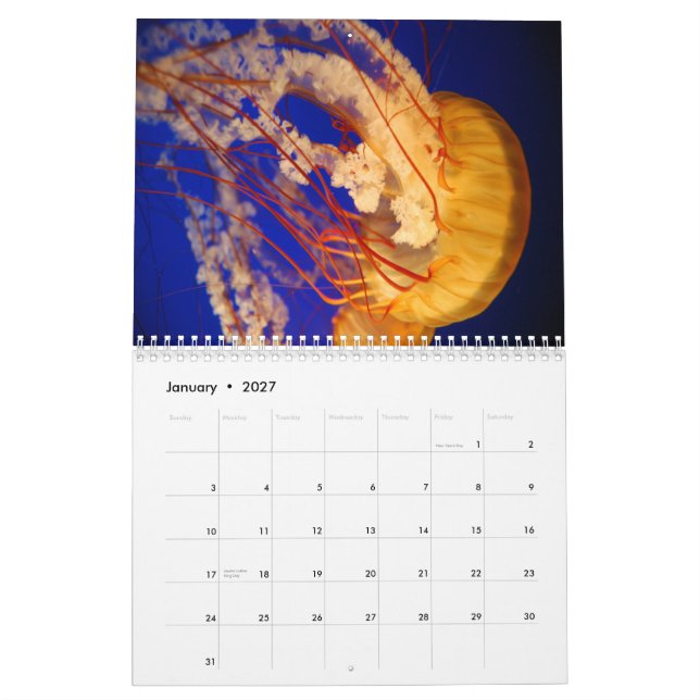 Quallen-Wandkalender Kalender (Jan 2027)