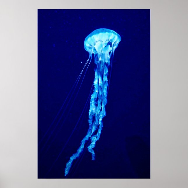 Quallen-Wandkunst Poster Druck (Vorne)
