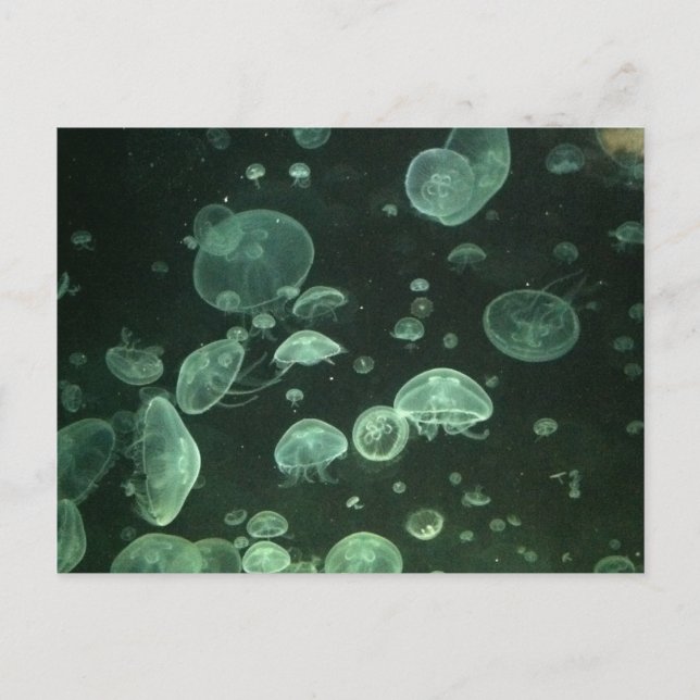 Quallyfish Postkarte (Vorderseite)