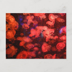 Quallyfish Postkarte