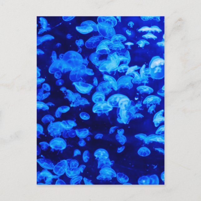 Quallyfish Postkarte (Vorderseite)