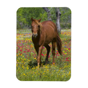 Quarter Horse auf einem Feld mit Wildblumen Magnet