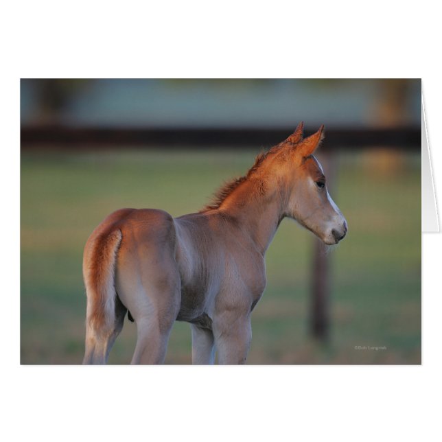 Quarter Horse Foal (Vorderseite (Horizontal))