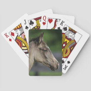 Quarter Horse Foal Headshot Spielkarten