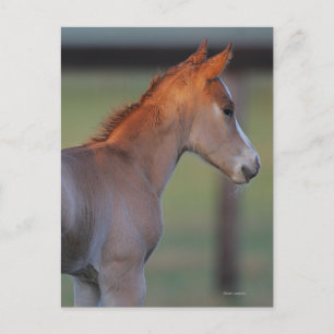 Quarter Horse Foal Postkarte