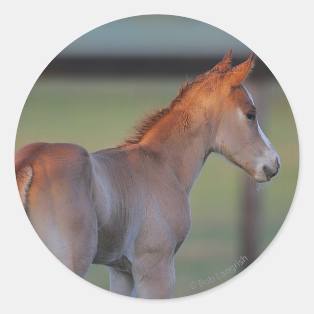 Quarter Horse Foal Runder Aufkleber (Vorderseite)