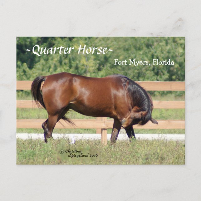 Quarter Horse Fort Myers Florida Postcard Postkarte (Vorderseite)