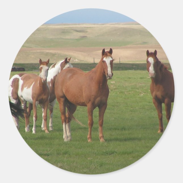 Quarter Horse Herd Stickers (Vorderseite)