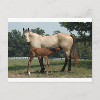 Quarter Horse Mare & Foal Postkarte