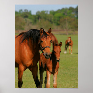 Quarter Horse Mare und Fohlen Stehend Poster