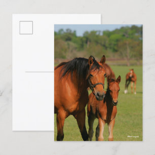 Quarter Horse Mare und Fohlen Stehend Postkarte