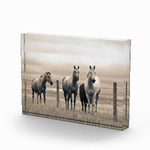 Quarter Horses in der kanadischen Prärie Fotoblock