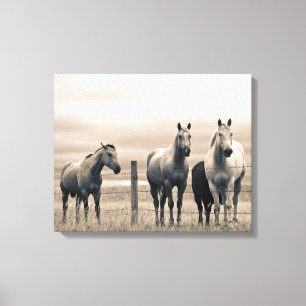 Quarter Horses in der kanadischen Prärie Leinwanddruck