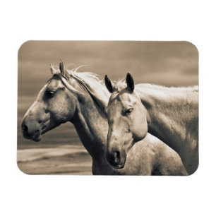 Quarter Horses in der kanadischen Prärie Magnet