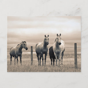 Quarter Horses in der kanadischen Prärie Postkarte