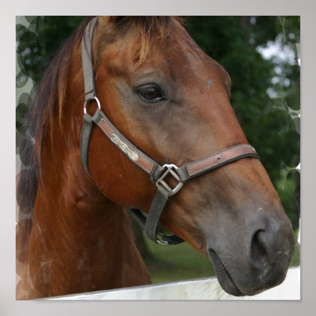 Quarter Horst Poster drucken (Vorne)