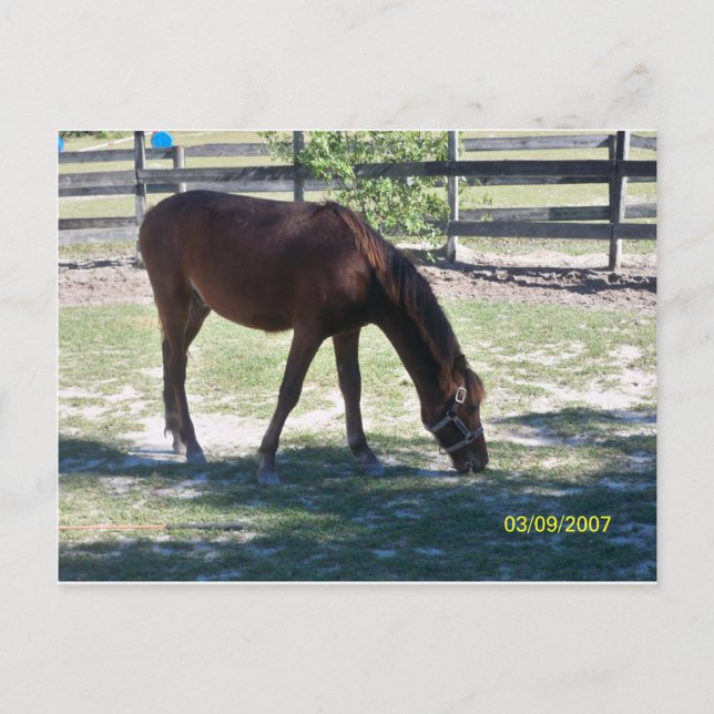 Quarter Paso Colt Grazing Postkarte (Vorderseite)