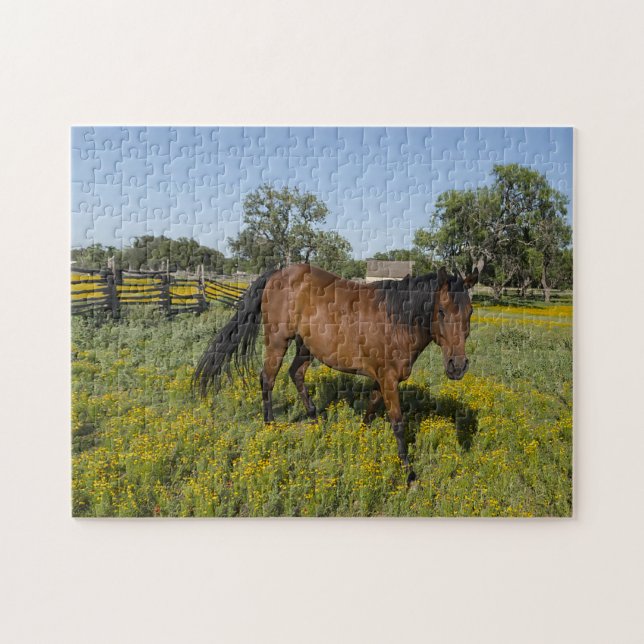 Quarter Pferde Texas. Puzzle (Horizontal)