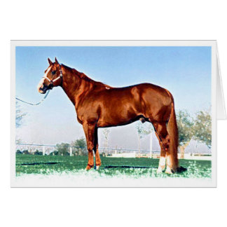 Quarterhorse