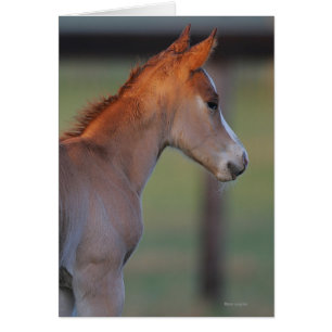 Quarterhorse-Fohlen