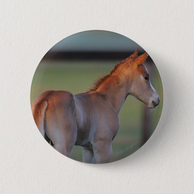 Quarterhorse-Fohlen Button (Vorderseite)