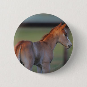 Quarterhorse-Fohlen Button