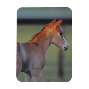 Quarterhorse-Fohlen Magnet