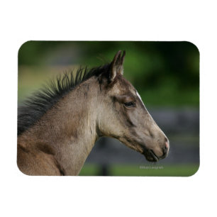 Quarterhorse-FohlenHeadshot Magnet
