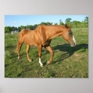 Quarterhorse Gelding Poster