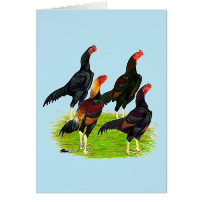 Quartett "Oriental Game Fowl" (Vorne)