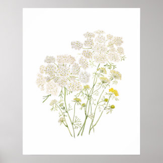 Queen Ann Lace Tinte und Aquarellmalerei Poster
