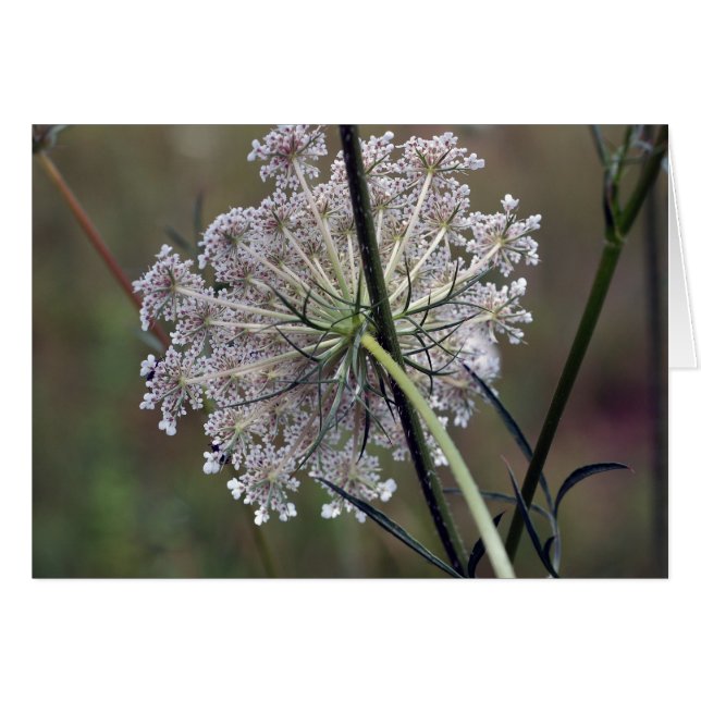Queen Anne Lace (Vorderseite (Horizontal))