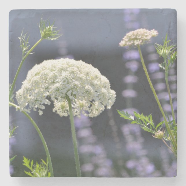 Queen Anne Untersetzer (Vorderseite)