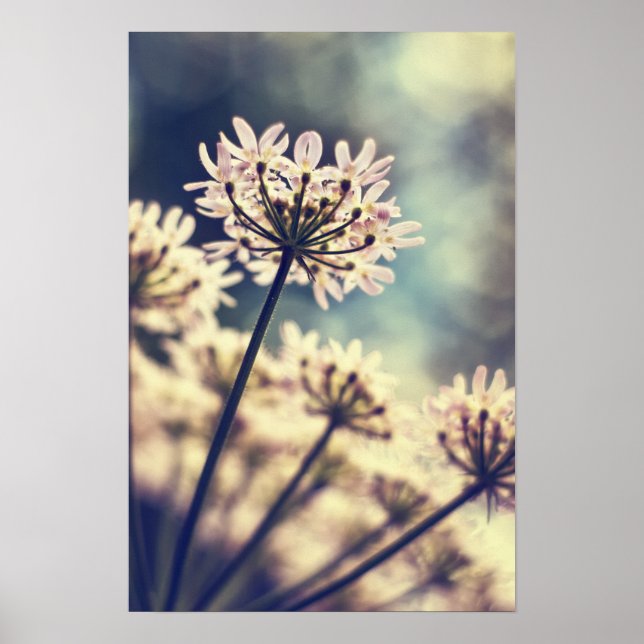Queen Annes Lace Blume Art Print Poster (Vorne)