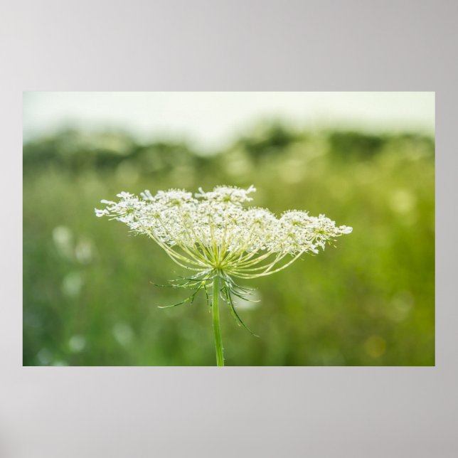 Queen Anne's Lace Blume Nature Poster 36" x 24" (Vorne)