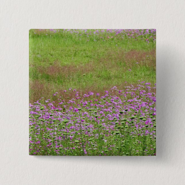 Queen Anne's Lace Daucus carota), die Button (Vorderseite)