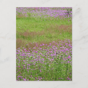 Queen Anne's Lace Daucus carota), die Postkarte