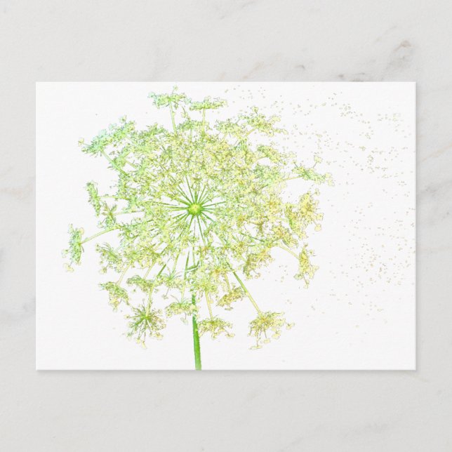 Queen Anne's Lace Geschenke und Favoriten Postkarte (Vorderseite)