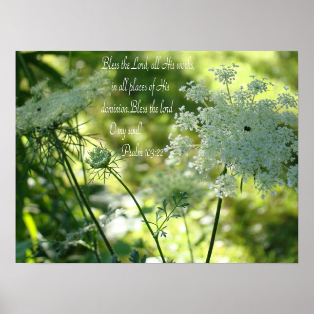 Queen Anne's Lace-Poster Poster (Vorne)