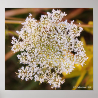 Queen Anne's Lace-Poster Poster