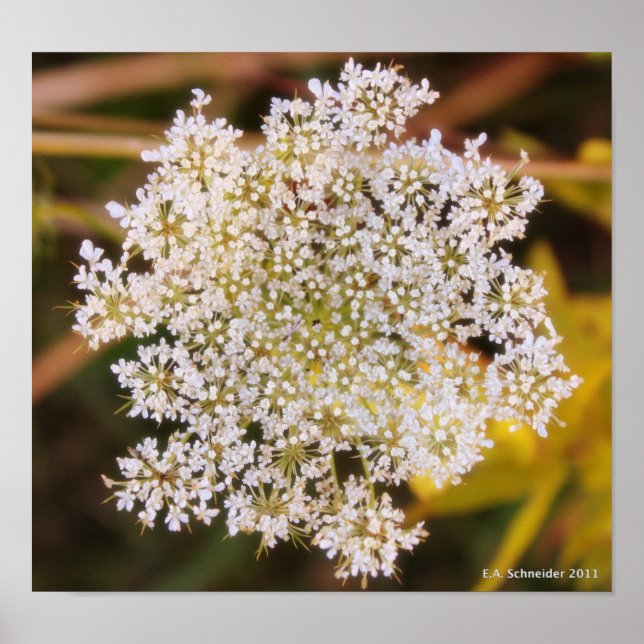 Queen Anne's Lace-Poster Poster (Vorne)