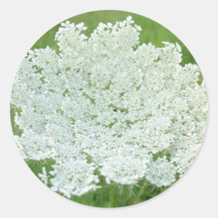 Queen Annes Lace Runder Aufkleber