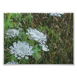 Queen Anne's Lace White Wild Blume Fotodruck
